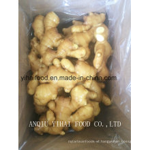 Anqiu High Quality Ginger for Middle East